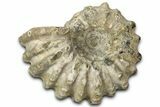 Bumpy Ammonite (Douvilleiceras) Fossil - Madagascar #343840-1